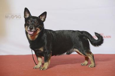 Lancashir Heeler
