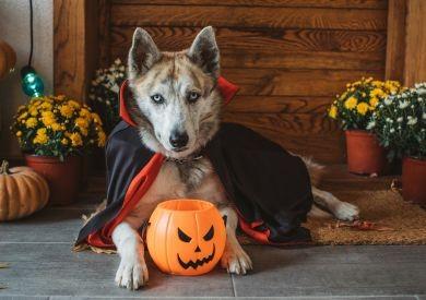 Psy i Halloween: Jaką symbolikę mają psy w Halloween?
