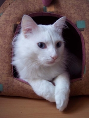 Turecka Angora