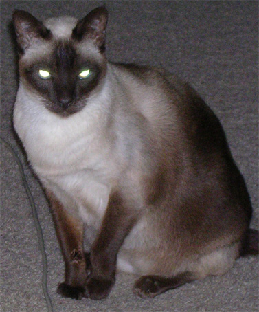 Kot syjamski