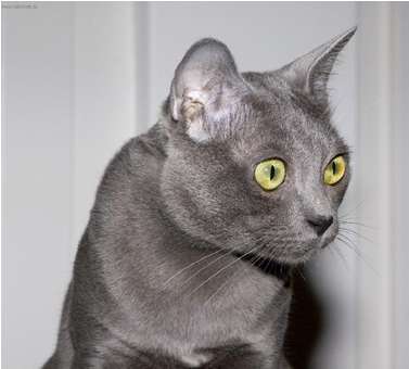 Korat