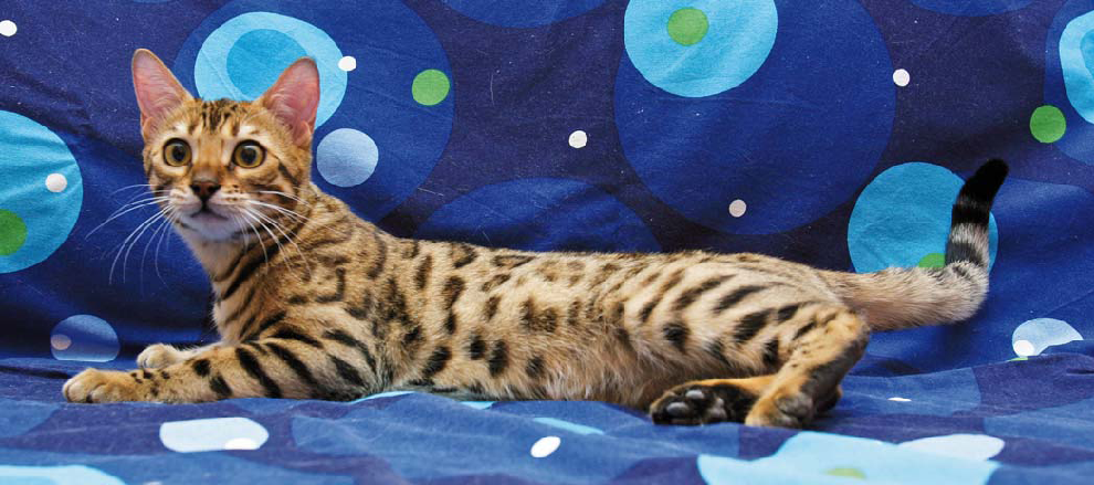 Kot bengalski