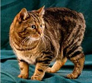Manská cat