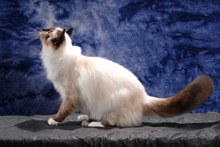 Birma