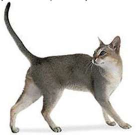 Kot singapurski