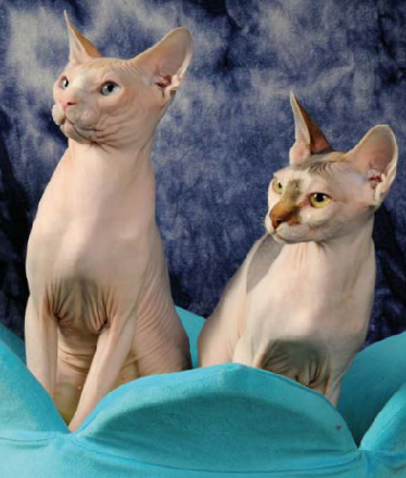 Sfinks