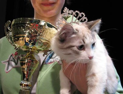 MISS cat zostanie wybrany w najbliższą sobotę!
