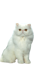Rabat Vychmuchej na feed.cz