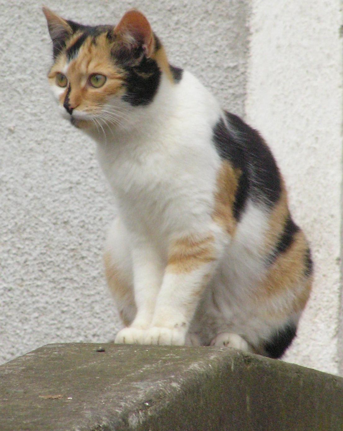 Kaszel