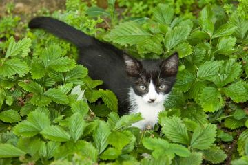 Cat Čikitka