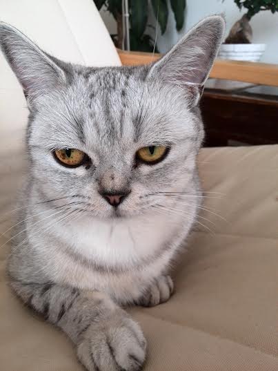 Miss cat 2014