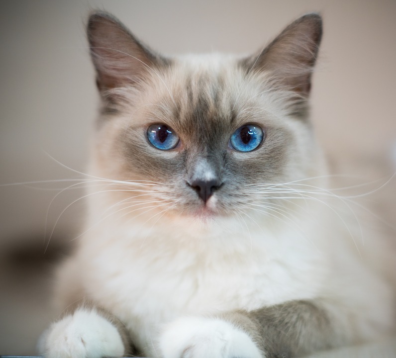 Komunikacja Cat dla początkujących