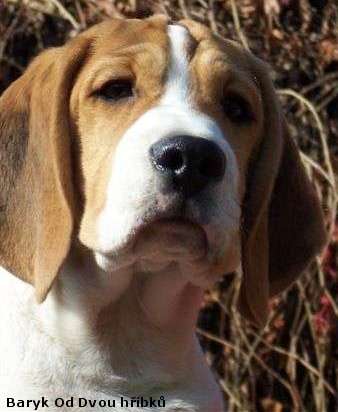 Beagle