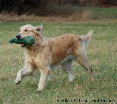 Golden retriever
