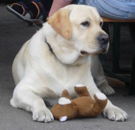 Labrador retriever