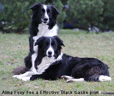 Border Collie
