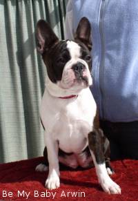 Boston Terrier
