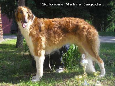 Borzoj