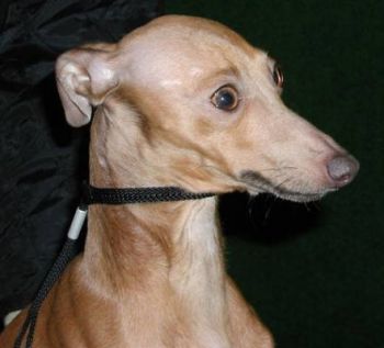 Charcik Włoski