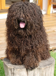 Puli