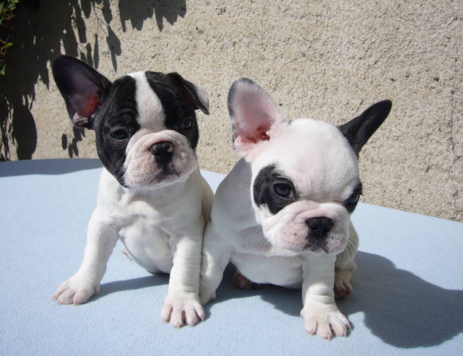 Buldog francuski