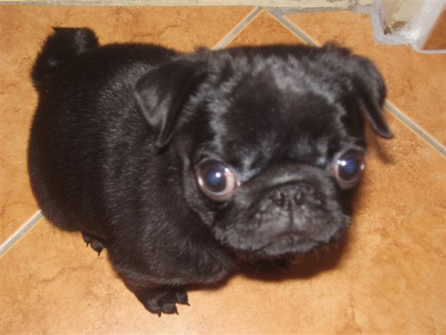 Mops