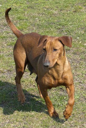 Pinczer Niemiecki