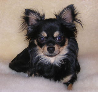 Chihuahua