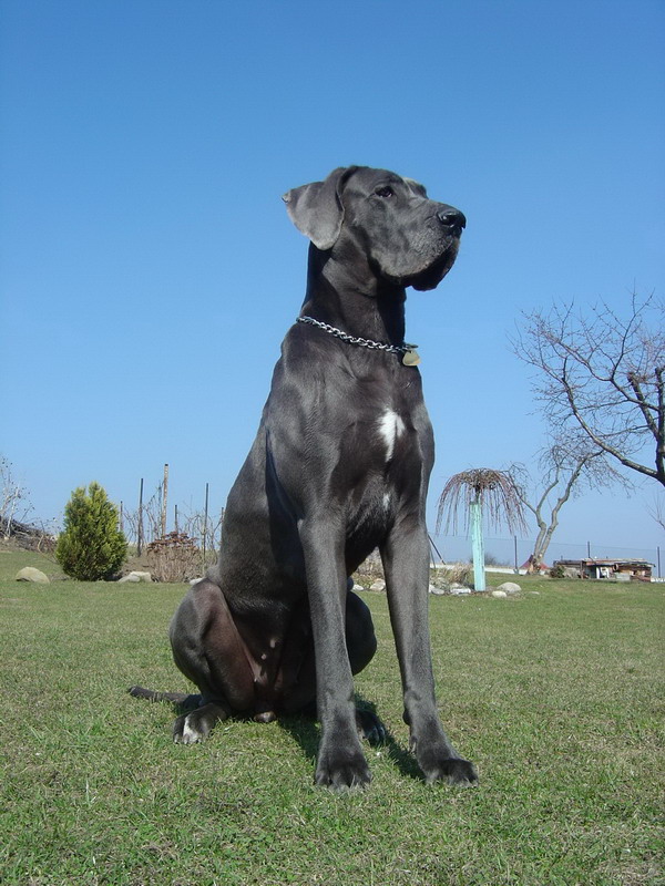 Dog niemiecki