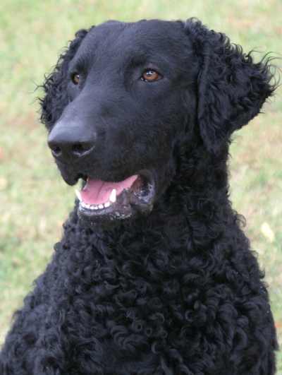 Retriever z kręconymi włosami
