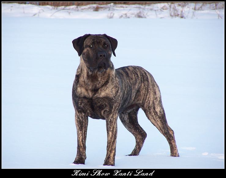 Canary Mastiff