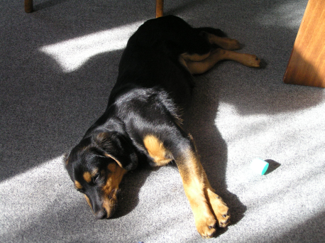 Alergia pokarmowa