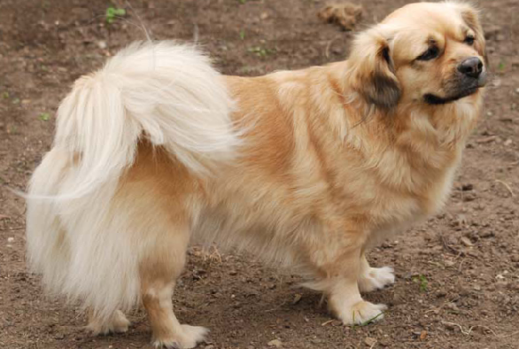 Spaniel tybetański