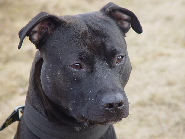 US PITBULL TERRIER