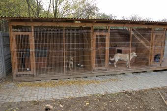 Prezenty świąteczne dla 724 psów i 471 kotów w schroniskach