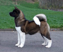 Amerykańska Akita