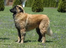 Buldog Angielski