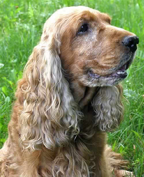 Padaczka
