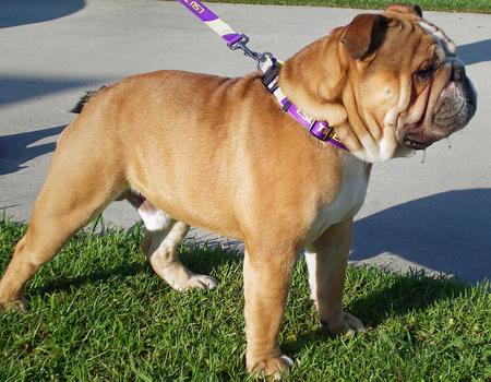 Buldog Angielski