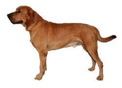Dog niemiecki