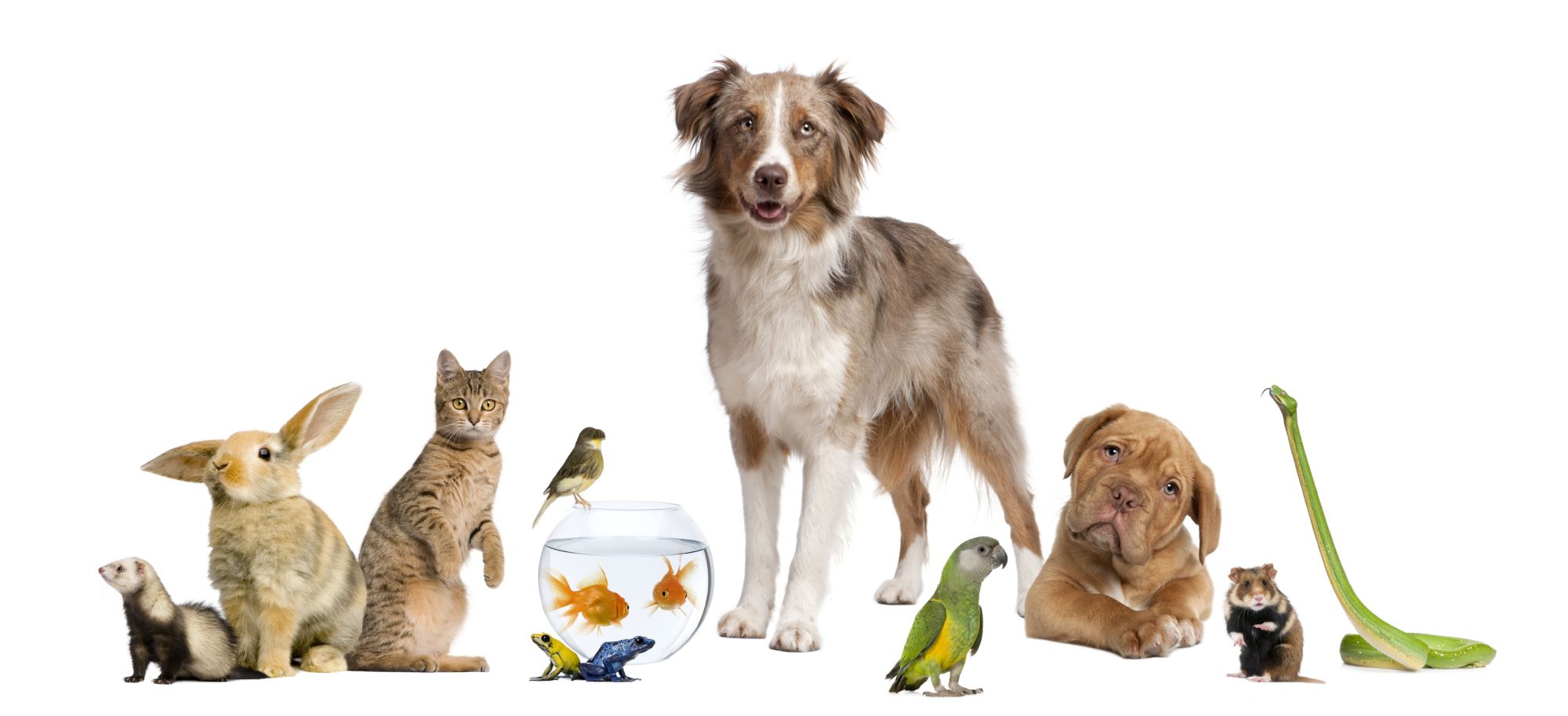 Targi FOR PETS dla zwierząt domowych oferują zabawę i pomoc