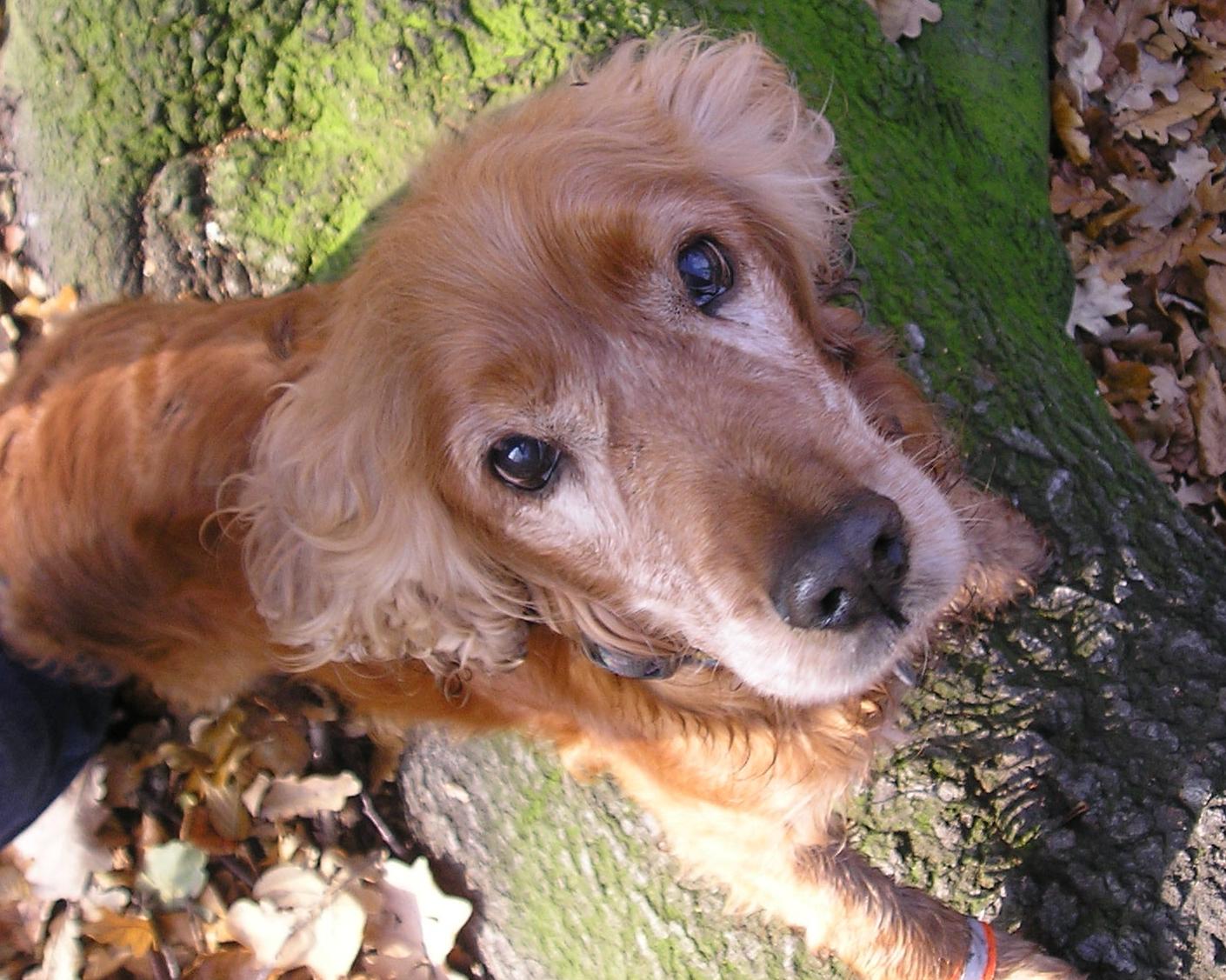 Kaszel