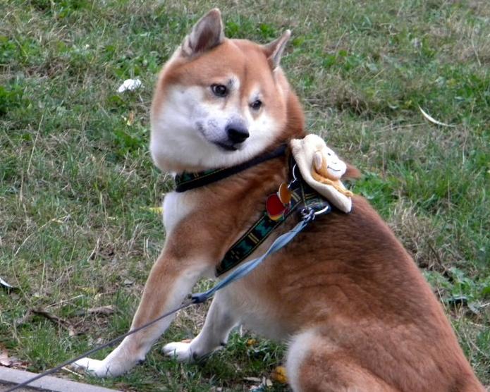 Od granulek do BARF