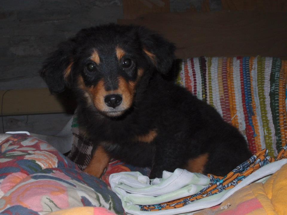 Nowe psy do adopcji