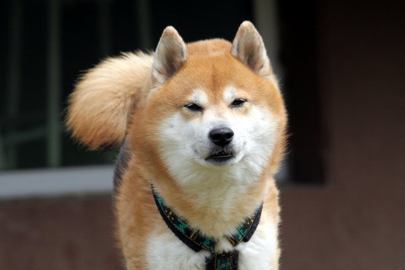 Gra w węch