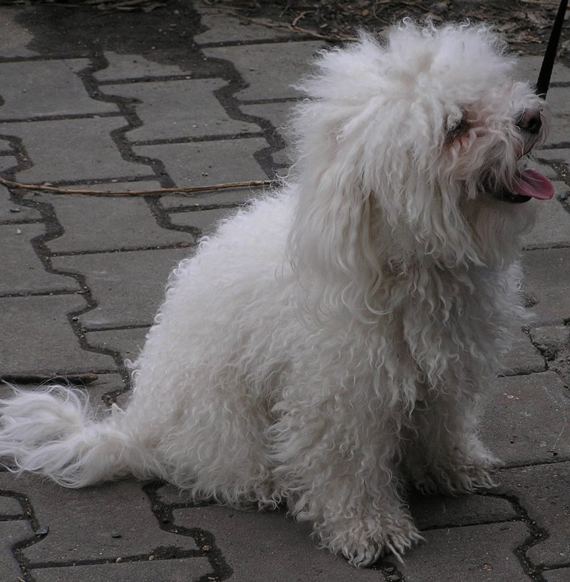 Gryzący bolończyk