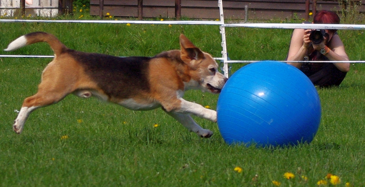 Kwiat Treibball