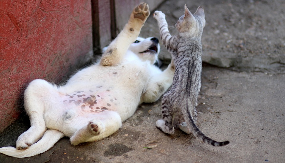 Koty vs. psy