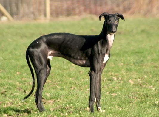 Galgo hiszpańskie