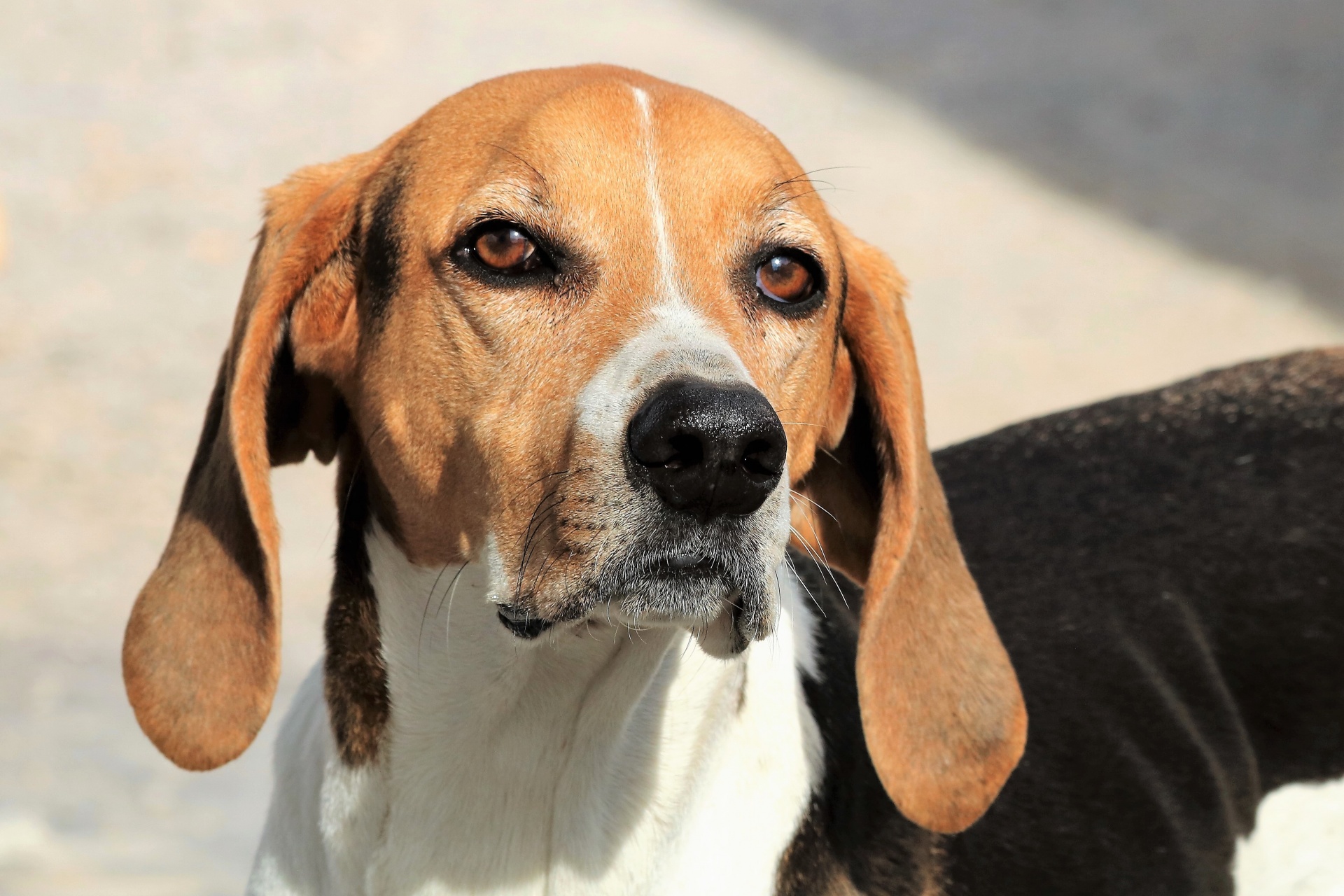 Foxhound amerykański